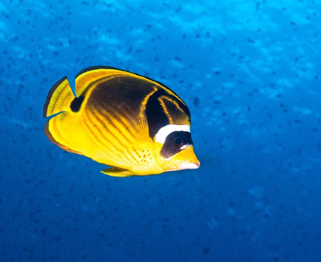 Gecko Nature Lodge Home Of Swahili Divers The Best Dive Center And Famous Gecko Restaurant Verani Esterno foto