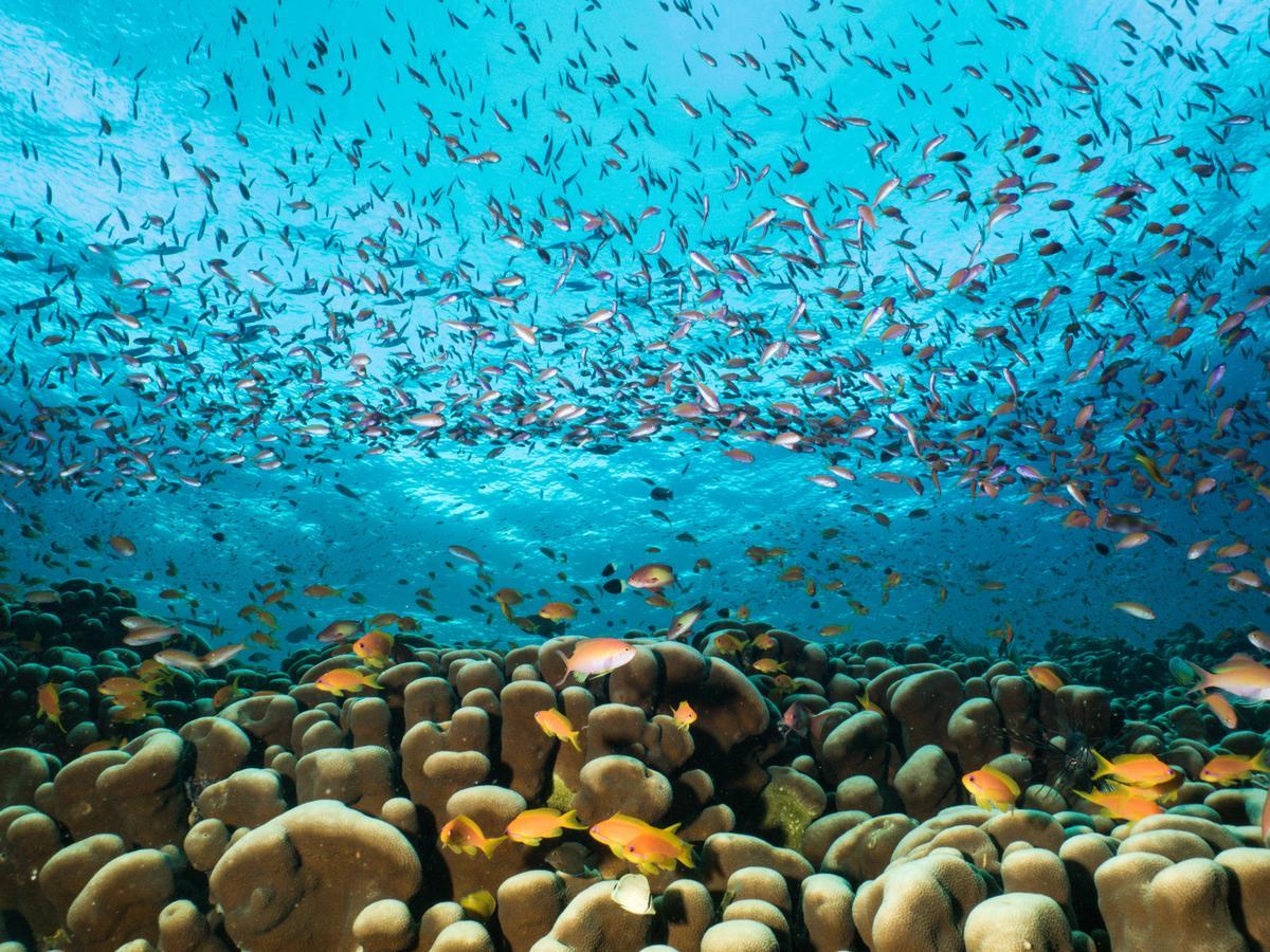 Gecko Nature Lodge Home Of Swahili Divers The Best Dive Center And Famous Gecko Restaurant Verani Esterno foto