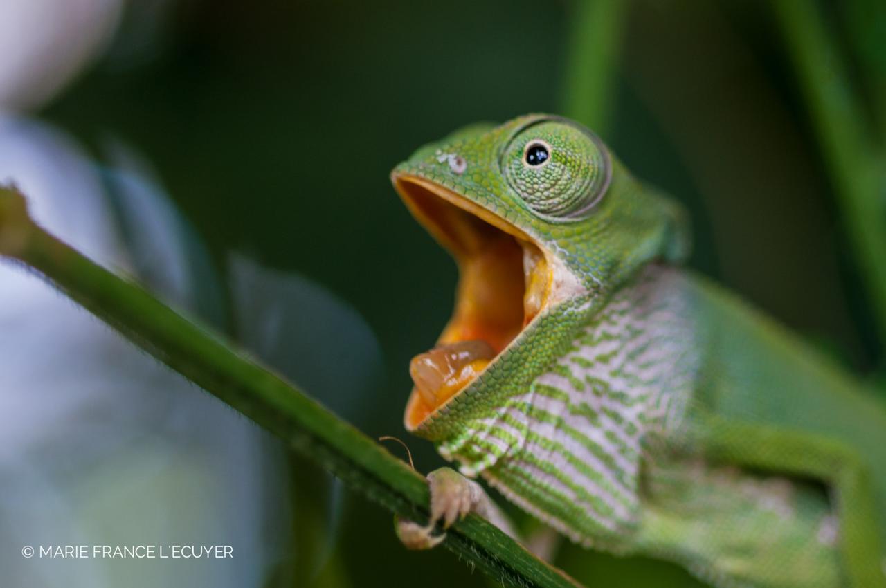 Gecko Nature Lodge Home Of Swahili Divers The Best Dive Center And Famous Gecko Restaurant Verani Esterno foto