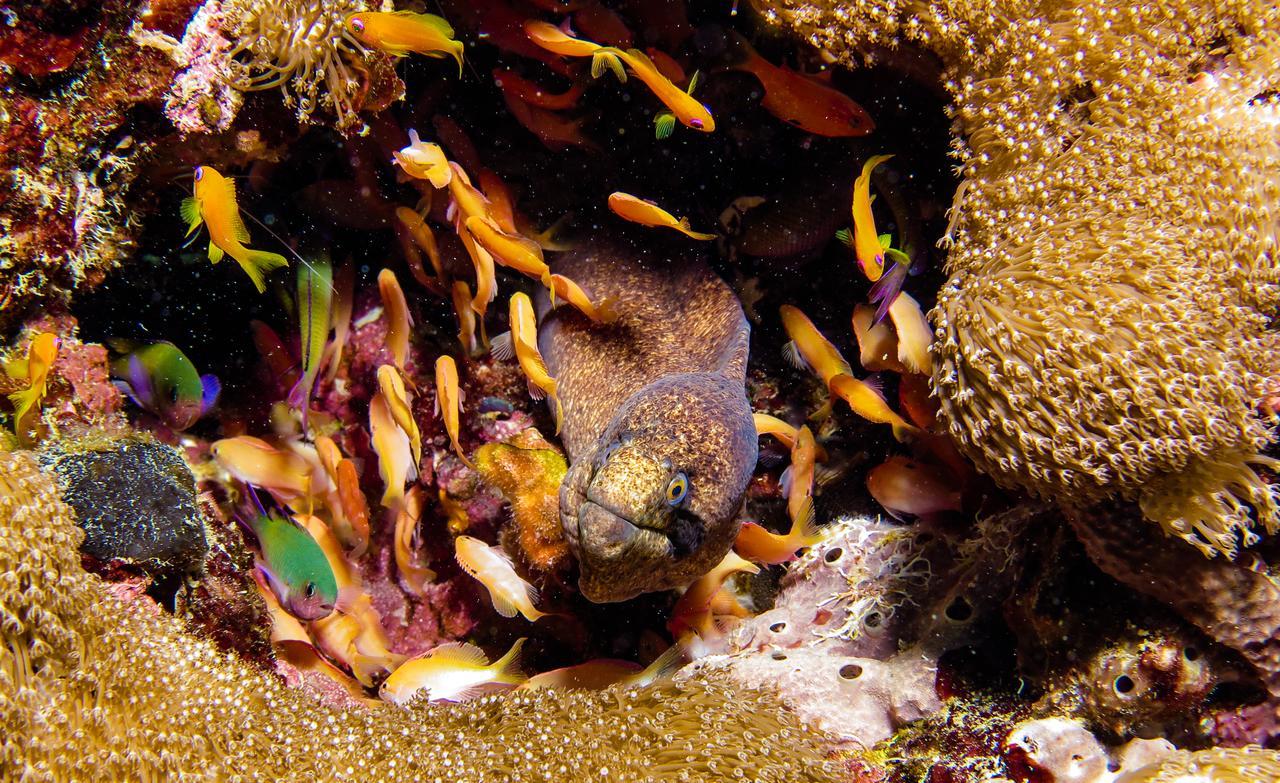 Gecko Nature Lodge Home Of Swahili Divers The Best Dive Center And Famous Gecko Restaurant Verani Esterno foto