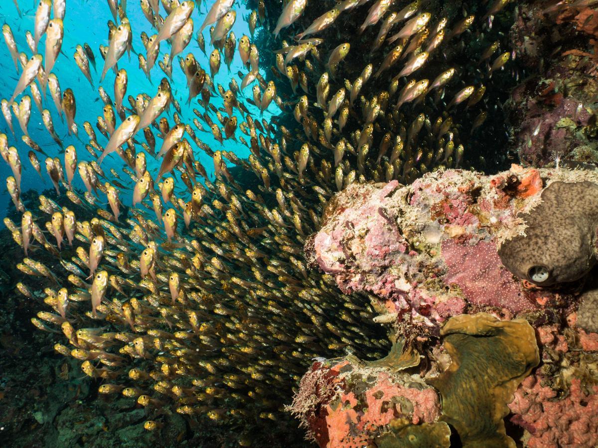 Gecko Nature Lodge Home Of Swahili Divers The Best Dive Center And Famous Gecko Restaurant Verani Esterno foto