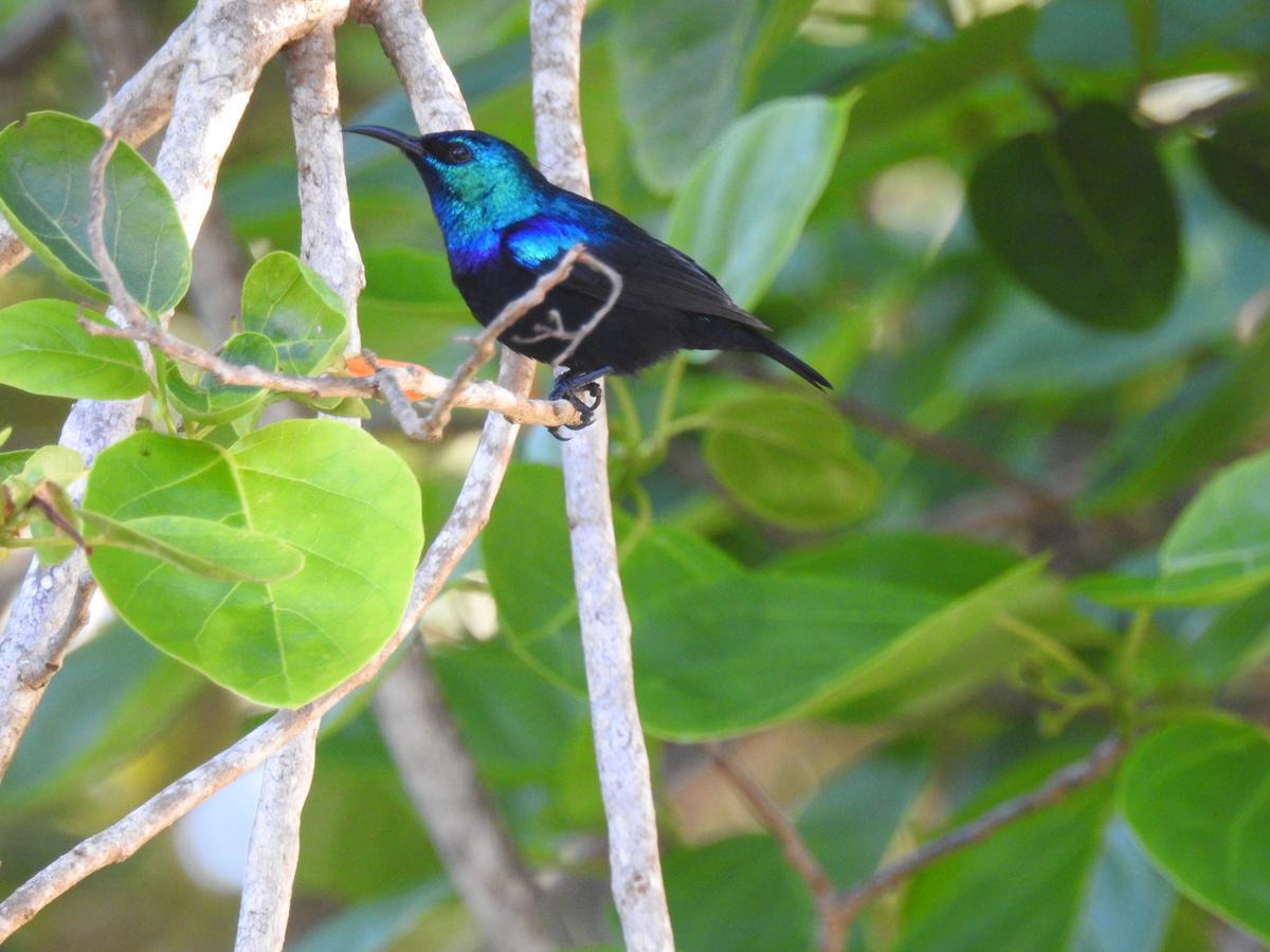 Gecko Nature Lodge Home Of Swahili Divers The Best Dive Center And Famous Gecko Restaurant Verani Esterno foto