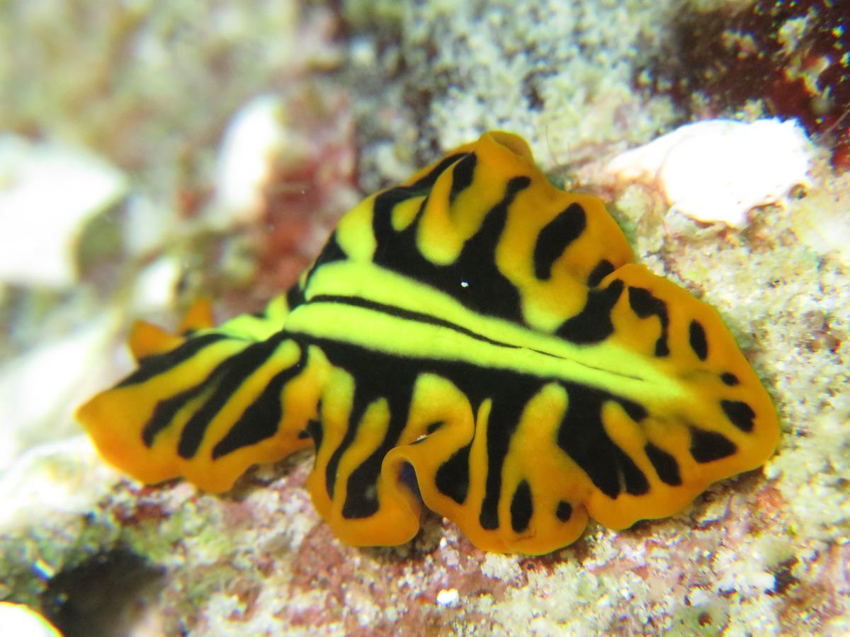 Gecko Nature Lodge Home Of Swahili Divers The Best Dive Center And Famous Gecko Restaurant Verani Esterno foto