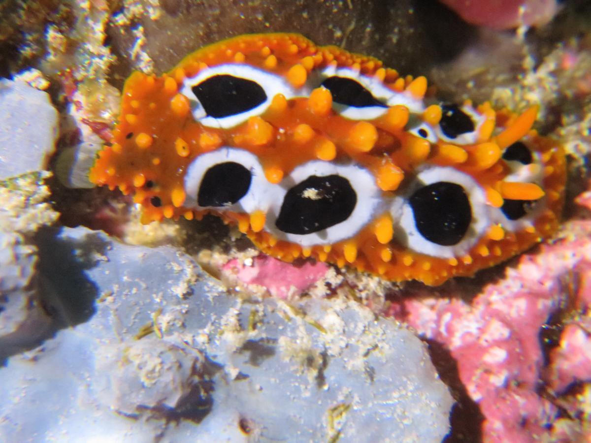Gecko Nature Lodge Home Of Swahili Divers The Best Dive Center And Famous Gecko Restaurant Verani Esterno foto
