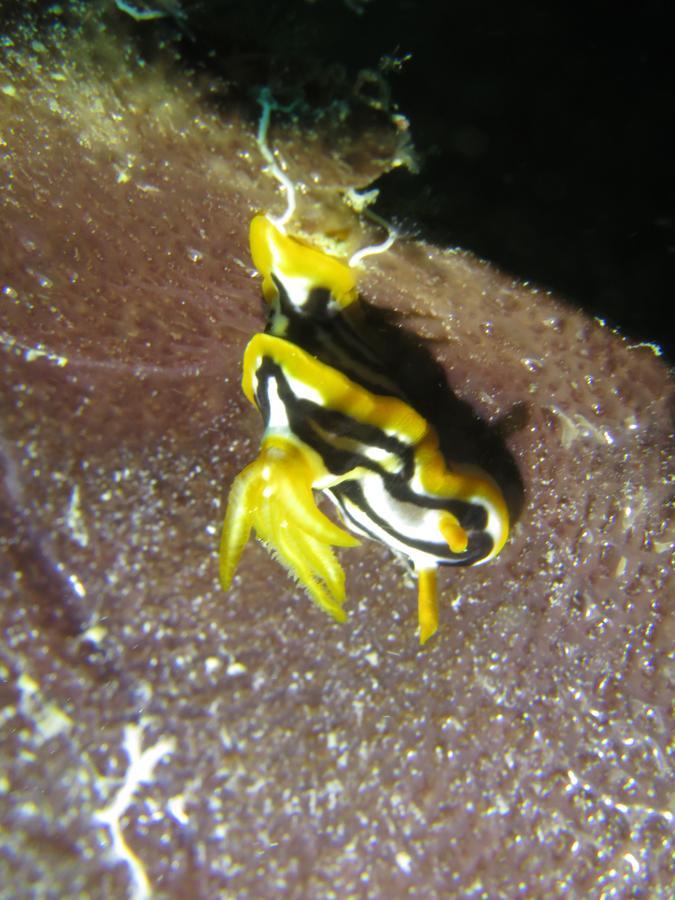 Gecko Nature Lodge Home Of Swahili Divers The Best Dive Center And Famous Gecko Restaurant Verani Esterno foto