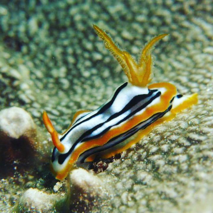 Gecko Nature Lodge Home Of Swahili Divers The Best Dive Center And Famous Gecko Restaurant Verani Esterno foto