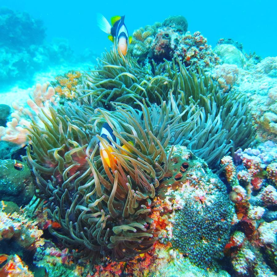 Gecko Nature Lodge Home Of Swahili Divers The Best Dive Center And Famous Gecko Restaurant Verani Esterno foto