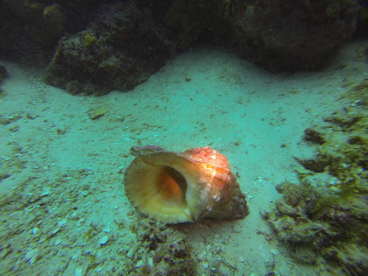 Gecko Nature Lodge Home Of Swahili Divers The Best Dive Center And Famous Gecko Restaurant Verani Esterno foto